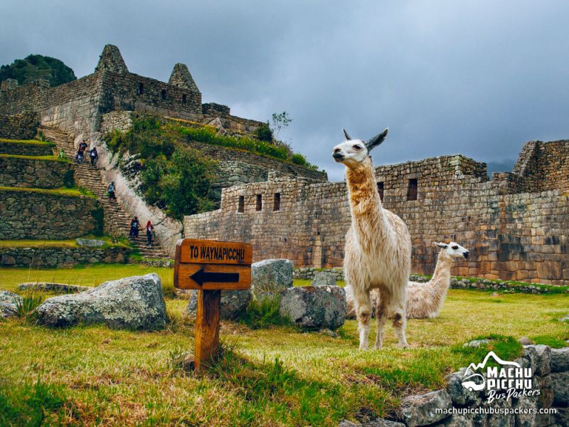 Tour Machu Picchu Full Day - Bus y Tren Ollantaytambo