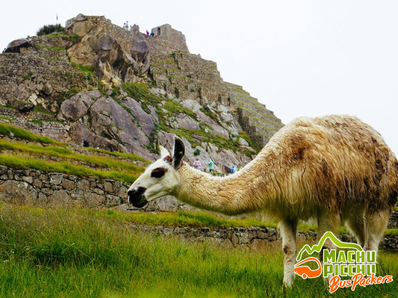 Machu Picchu por Hidroeléctrica 2 Días